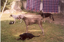 Blue, Shana, Lara e pequenos