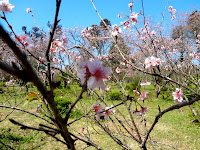 Bosque das Cerejeiras no Parque do Carmo