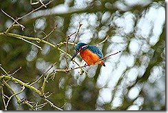 IMG_1462