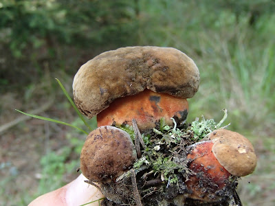 Grzyby wiosenne, grzyby w czerwcu, grzyby na Orawie, grzybobranie w czerwcu, koszyk grzybów w czerwcu, borowik ceglastopory Boletus luridoformis, koźlarz czerwony Leccinum aurantiacum, gołąbek Russula, muchomor Amanita, śluzowce,rulik nadrzewny, dzieci na grzybobraniu, dzieci zbierają grzyby 