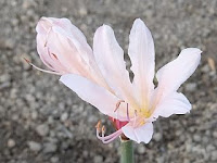 Lycoris squamigera