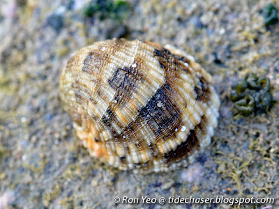 Scaled Nerite (Nerita histrio)