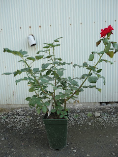 植え替える前のローズオオサカ