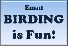 e-mail birdingisfun at gmail dot com