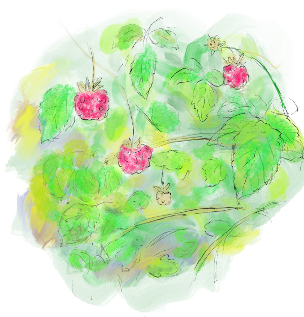 Aija Saukkosen kuvittama kuva vadelmista / Raspberries, A digital illustration by Aija Saukkonen, 2023