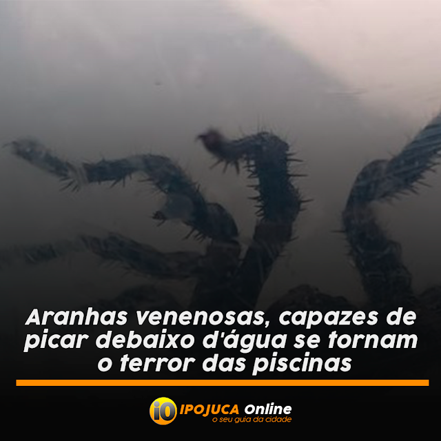 Aranhas venenosas, capazes de picar debaixo d'água se tornam o terror das piscinas