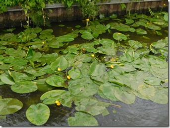 9 nuphar lutea