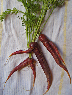 Three Double Purple Carrots with Greens