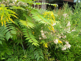 Toronto Summer Garden Cleanup in Koreatown Before by Paul Jung Gardening Services--a Toronto Organic Gardener