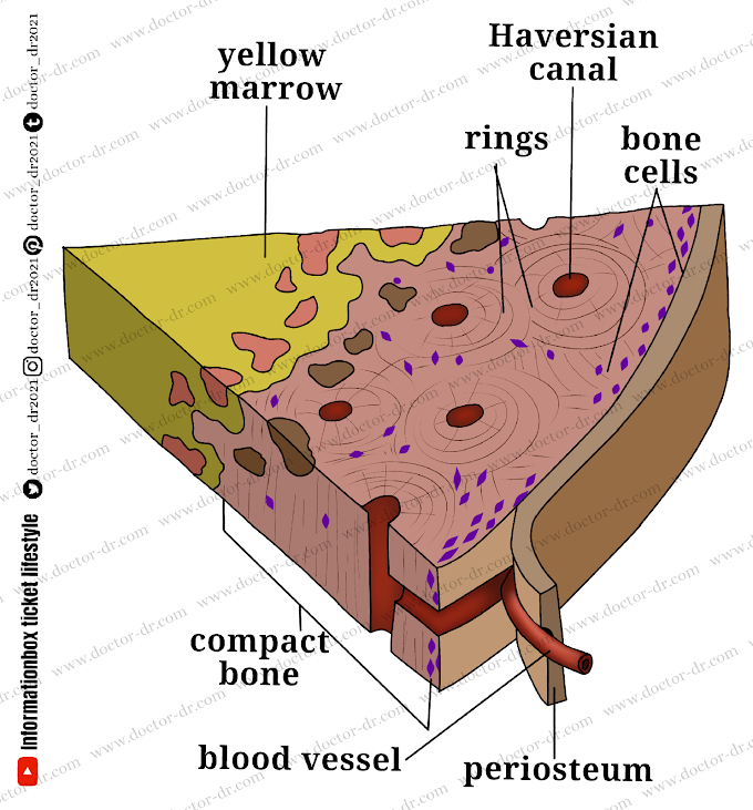 Bones- Living Support: Structure of Bones by Doctor-dr