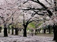 Taman Sakura Cibodas