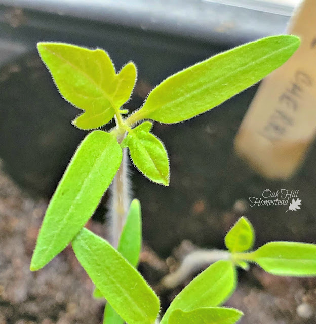 Tomato seedlings with first set of true leaves