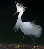 Snowy Egret displaying on a pier – May 2009 – photo by Jason Engman