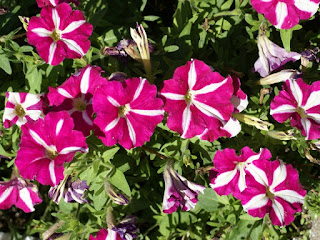 Petunia milliflora Picobella Rose Star - Petunia 'Picobella Rose Star'