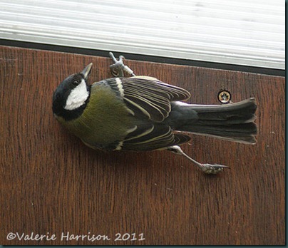 greattit-escape