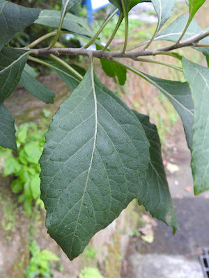 扁桃斑鳩菊的葉