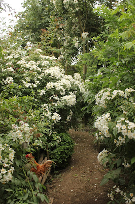 Rose leaves and flowers for chicken food and health