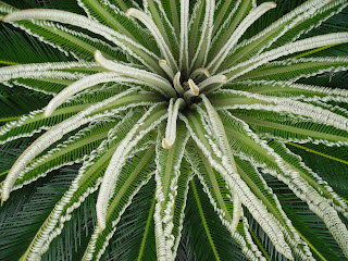 sago palm