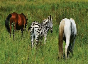 perbedaan-kuda-dan-zebra.jpg