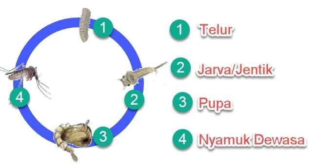 Metamorfosis Nyamuk