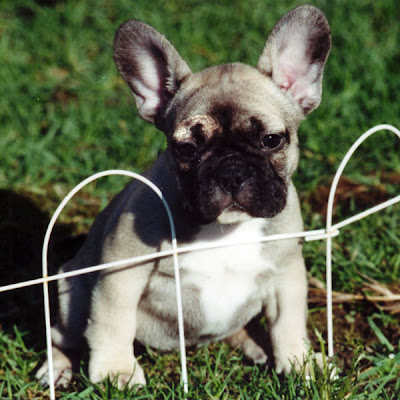 French Bulldog