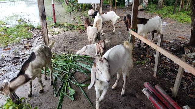 9 Ekor Kambing ditemukan terlantar di Pinggir Jalan