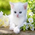 Top 10 Cute Baby Cat Wallpaper Images, Greetings, Pictures for whatsapp - bestwishespics