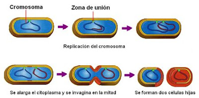 esquema de la división celular en procariotas