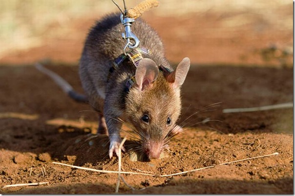 Ratos são treinados para detectar minas terrestres (4)