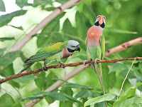 Cara Ternak Burung Betet