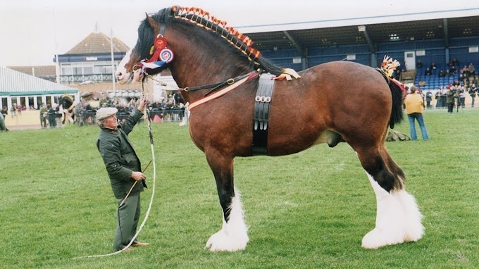 O maior cavalo do mundo (BIG JACK)