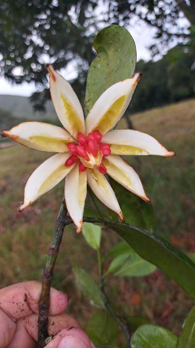 PLANTA NATIVA DA COLOMBIA É ENCONTRADA NO SUL DE BOM CONSELHO