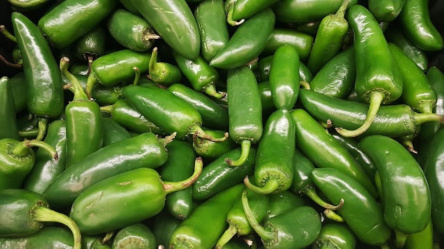 টবে লঙ্কা চাষের পরিচর্যা | How to care for chilli plants in pots