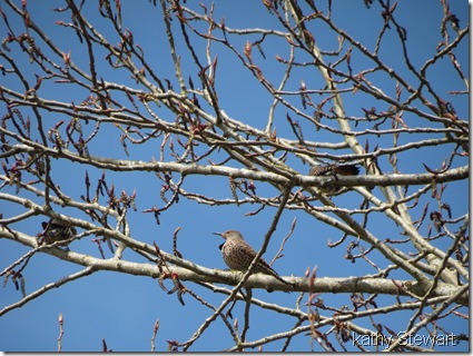 Flickers