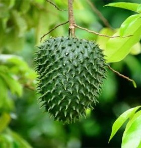 Manfaat Buah Sirsak untuk Kesehatan