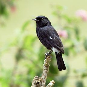 Burung Terkecil di Dunia