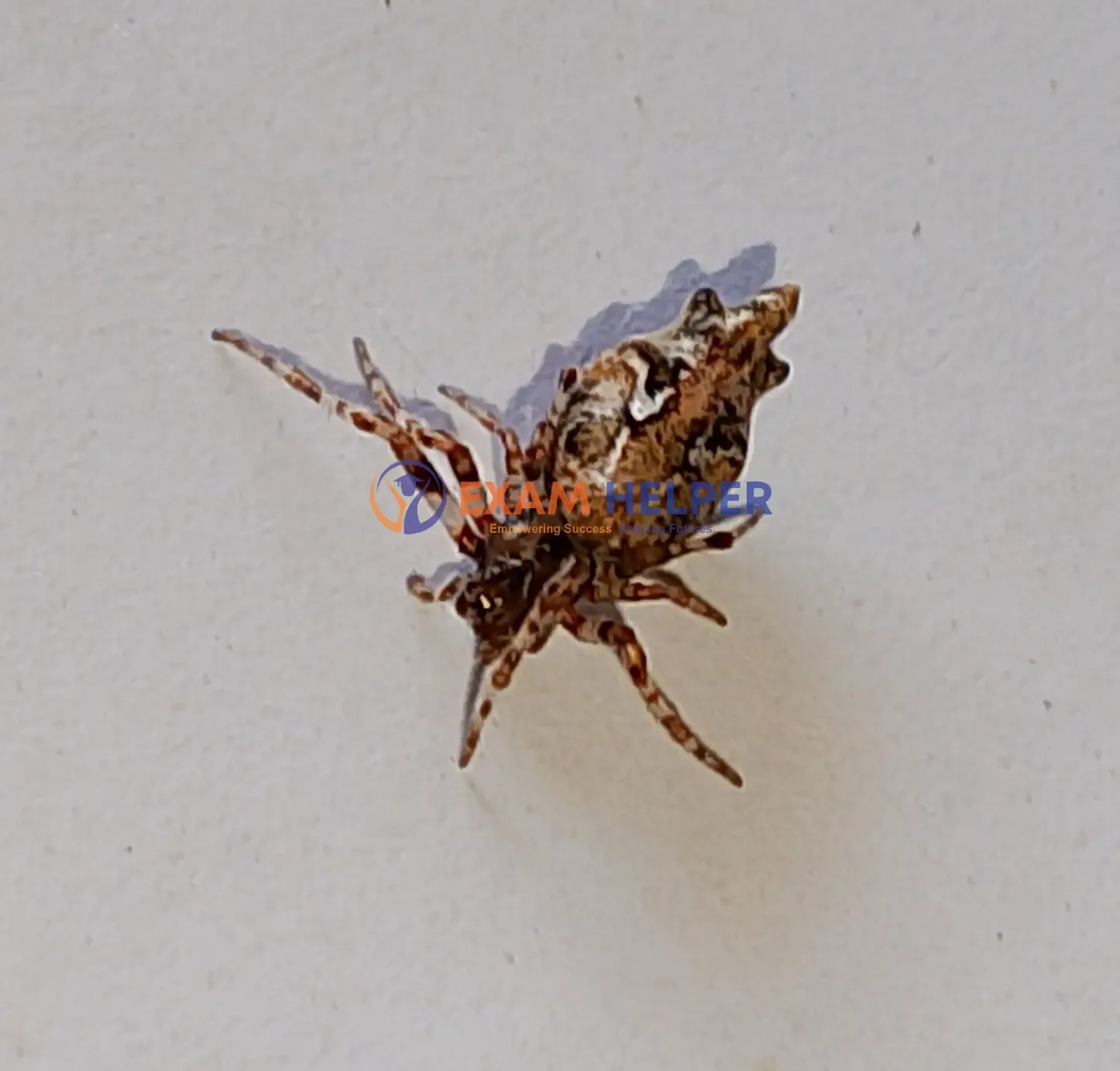 Cyclosa Conica,Cyclosa Conica Spider,Orb-weaver spiders,