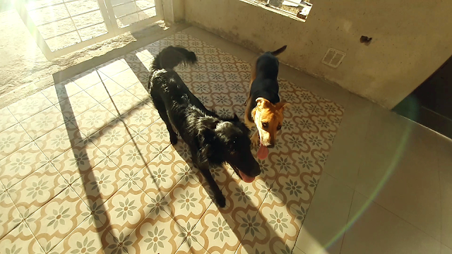 Perros al sol