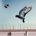 What Are The Predominant Services Offered By Bird Regulation Specialists?