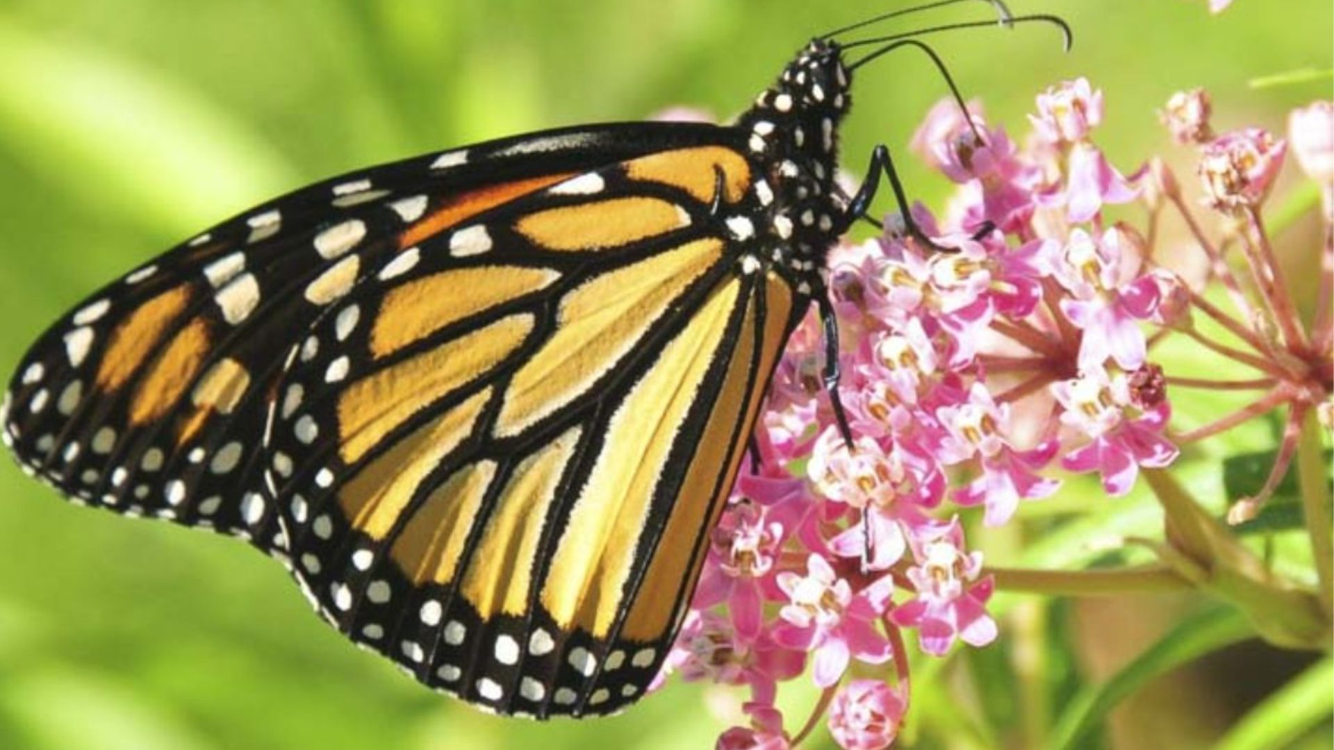 The life cycle of a butterfly lesson plan and viceroy butterfly