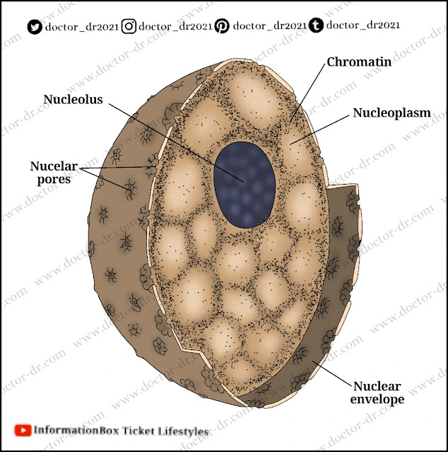 Nucleus