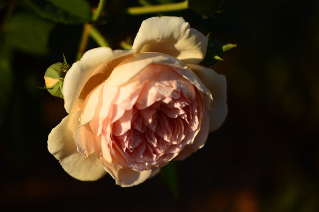 Rose "Crown Princess Margareta", David Austin rose, amy myers photography