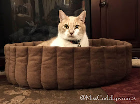 Real Cat Webster in brown cat bed
