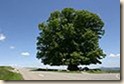 tree nice tree nice