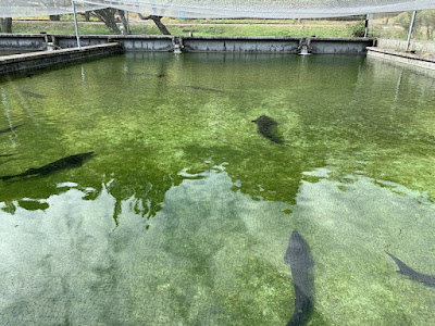 チョウザメの養殖