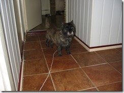HR Easy the Cairn Terrier 002