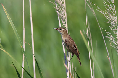 Rietzanger - Reidsjonger - Acrocephalus schoenobaenus