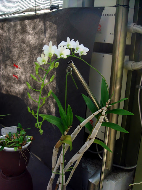 Kết quả hình ảnh cho Dendrobium affine