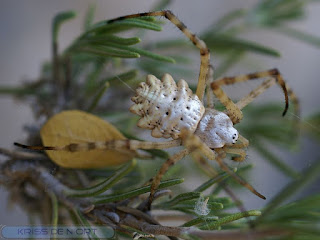 Argiope lobée - Argiope soyeuse - Epeire soyeuse - Argiope lobata