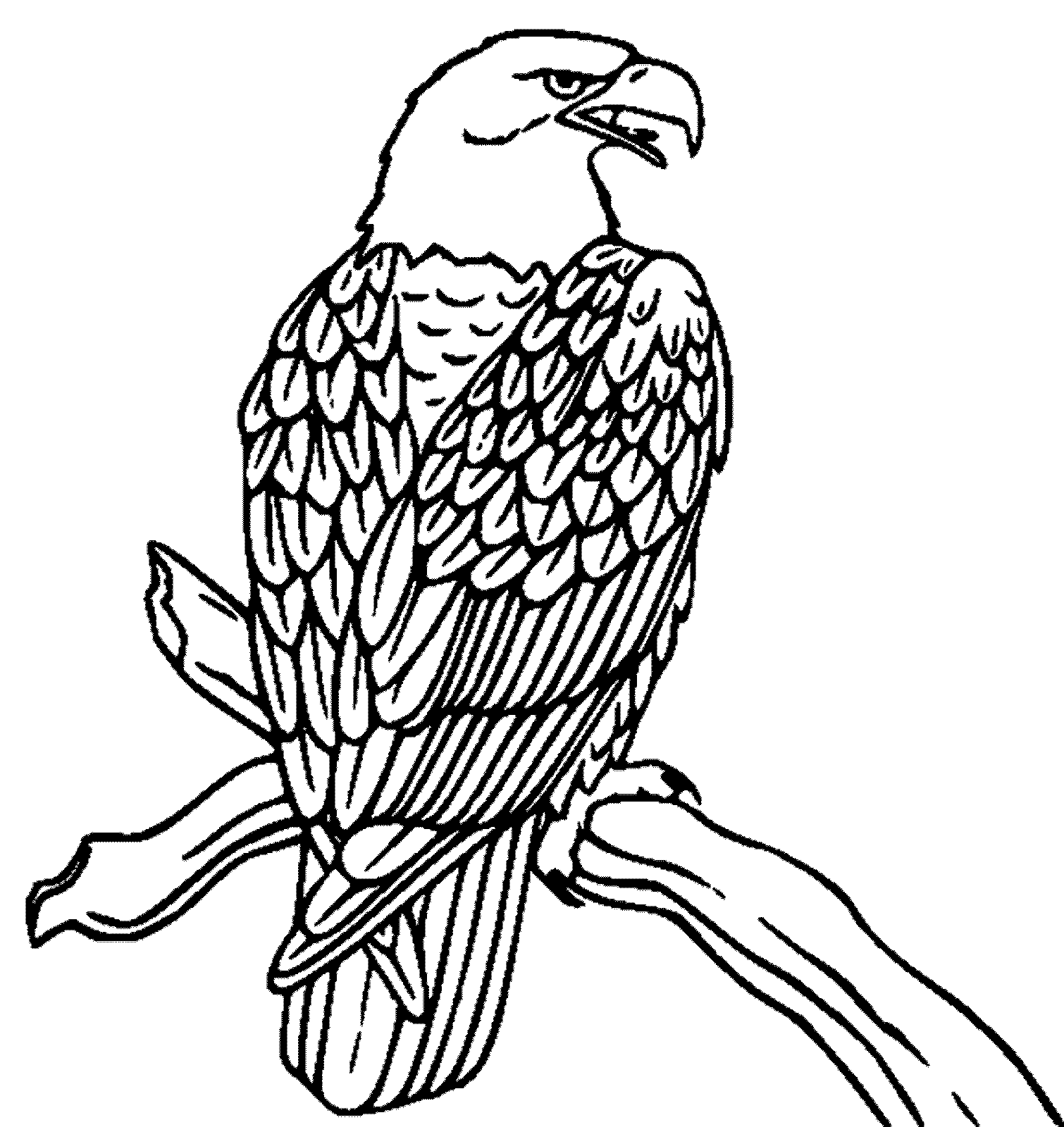 Kumpulan Gambar Karikatur Burung Garuda Puzzze